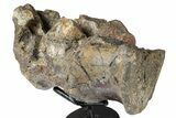 Fossil Dinosaur (Tenontosaurus) Sacral Vertebrae - Montana #342166-2